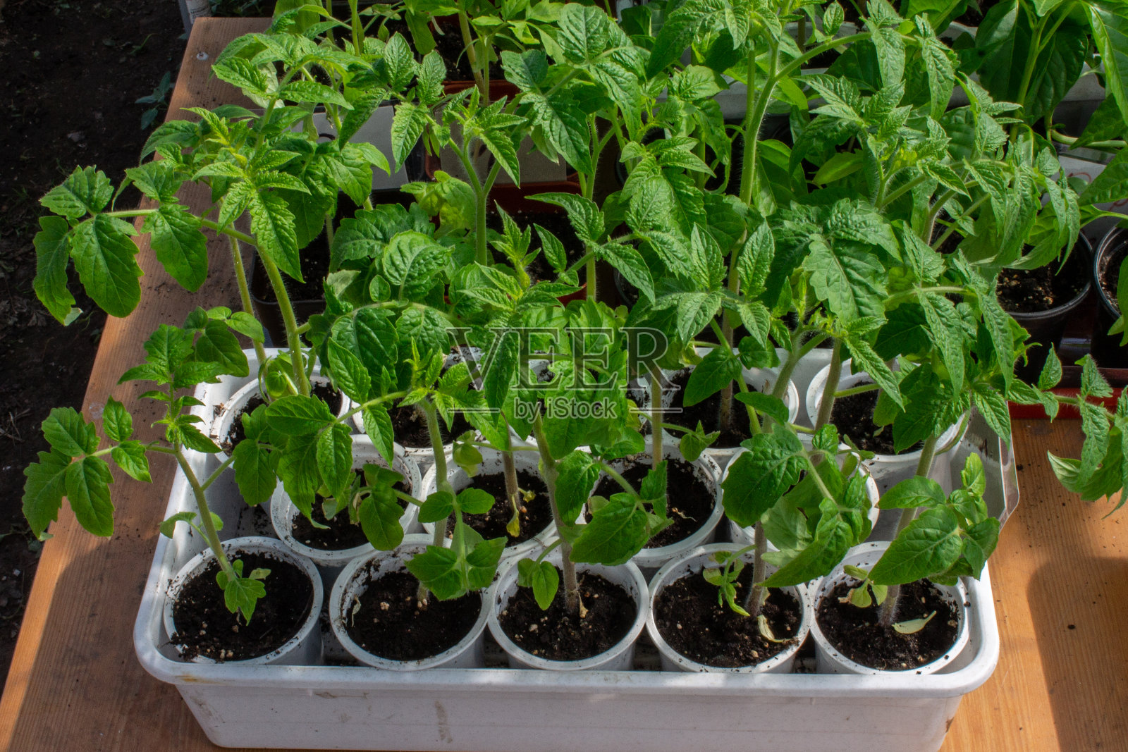 苗木玻璃,农业,西红柿照片摄影图片