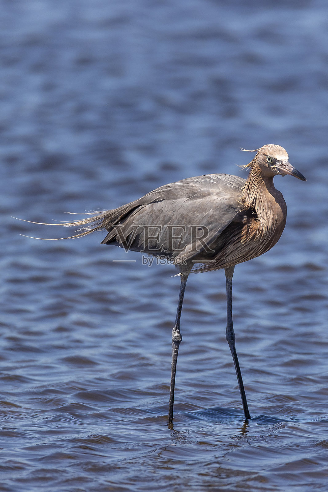 红色的白鹭照片摄影图片