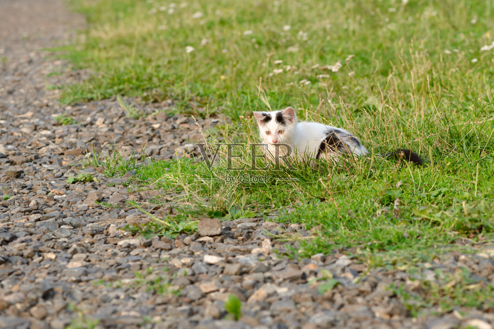 黑色和白色的小猫坐在绿色的草地上照片摄影图片