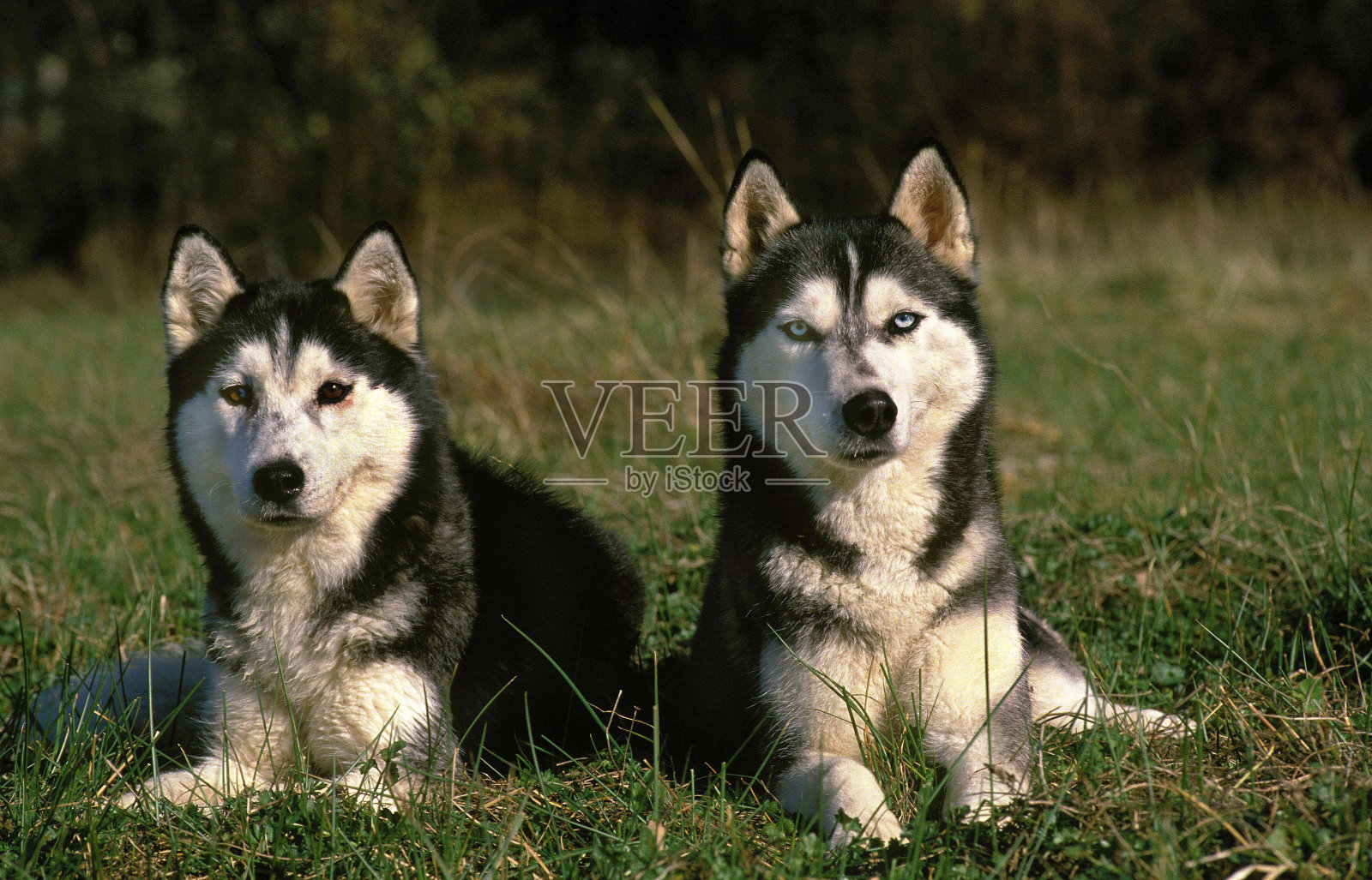 西伯利亚哈士奇,成年哈士奇躺在草地上照片摄影图片