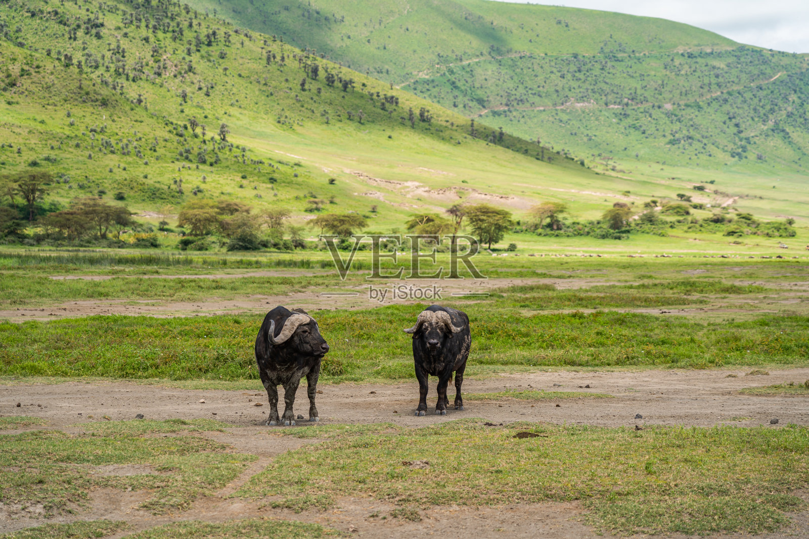 恩戈罗恩戈罗保护中心的布法罗呆在草地上照片摄影图片