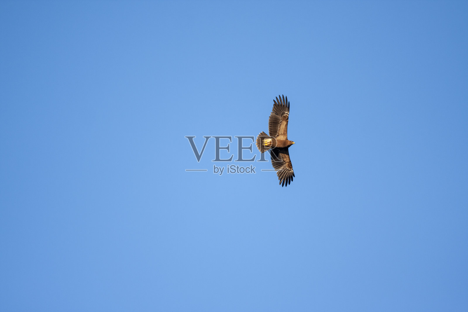 小斑鹰(Clanga pomarina)是一种自然生活型鸟类。照片摄影图片