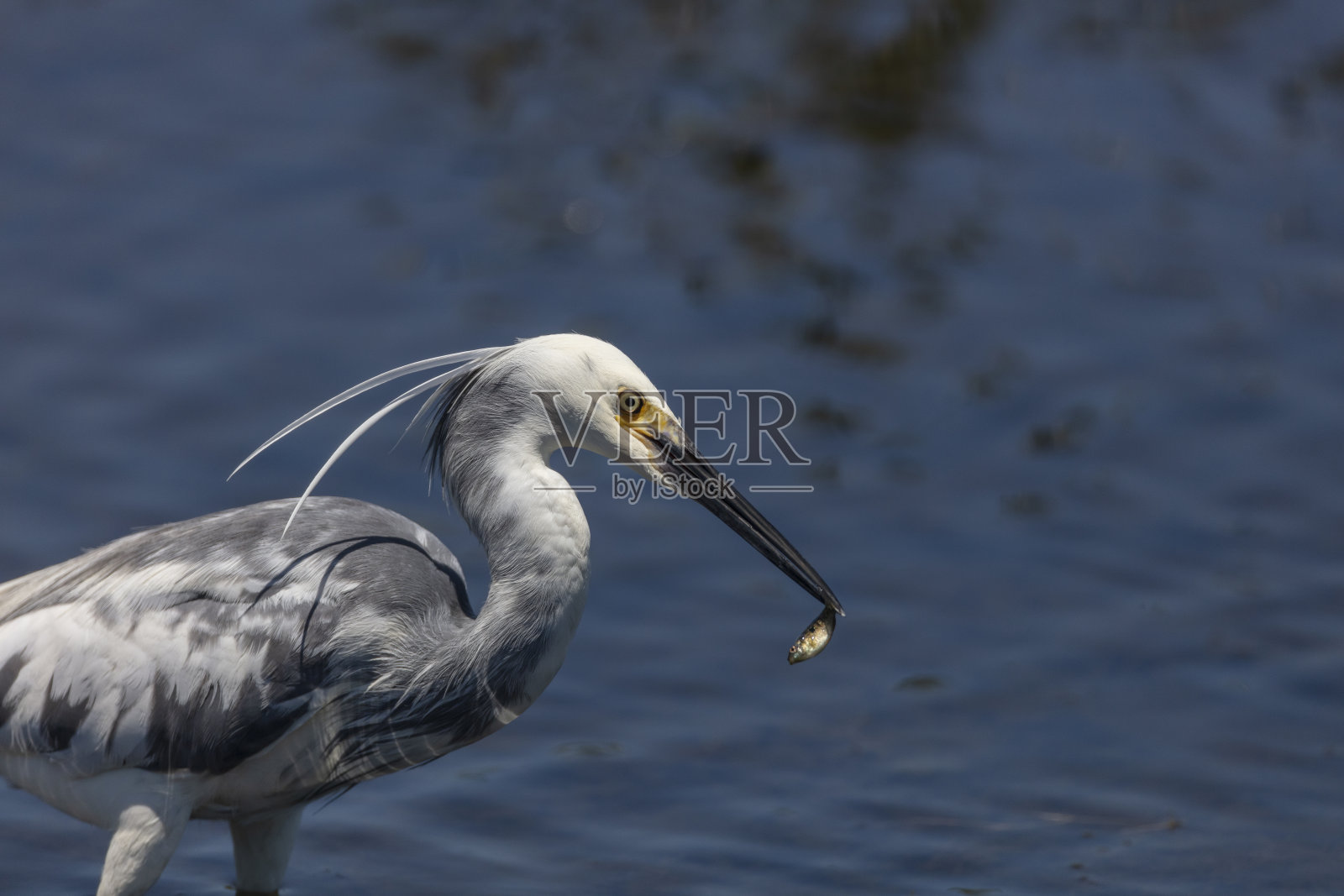 小蓝鹭照片摄影图片