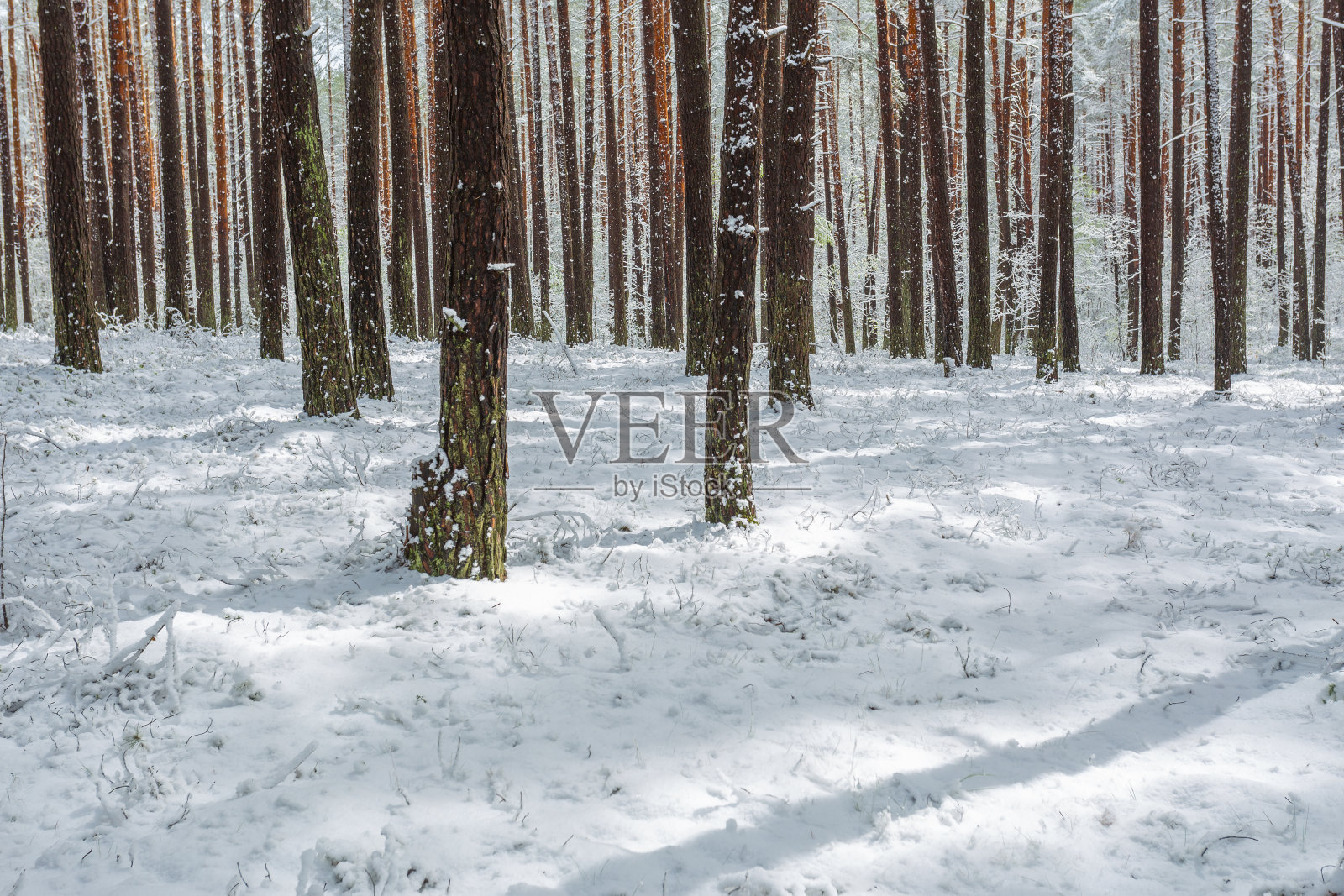 春末森林里下雪,现象异常照片摄影图片
