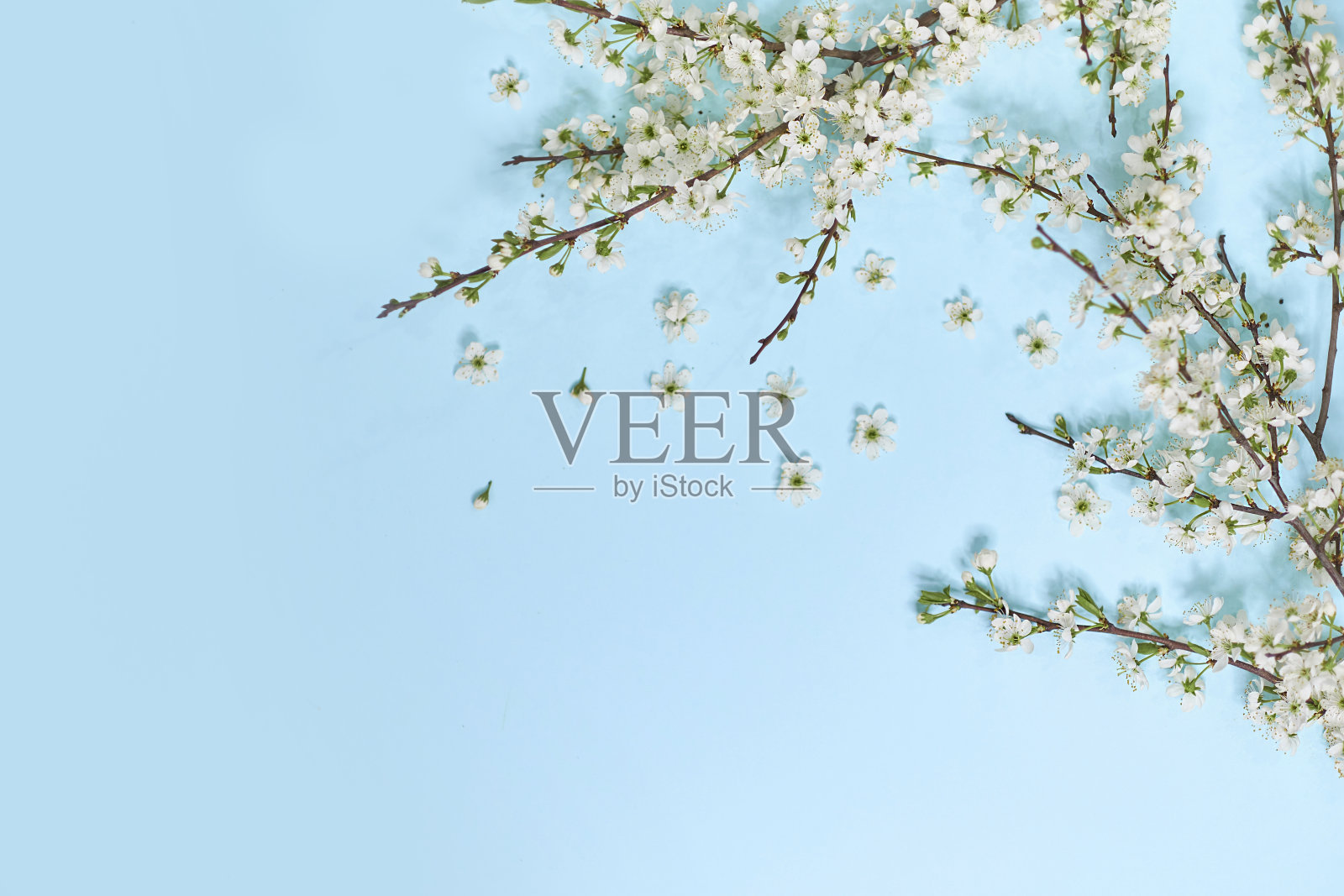 蓝色背景上的小白花。前视图。是表达爱意和问候的时候了。春天时来变迁,春天百花盛开照片摄影图片