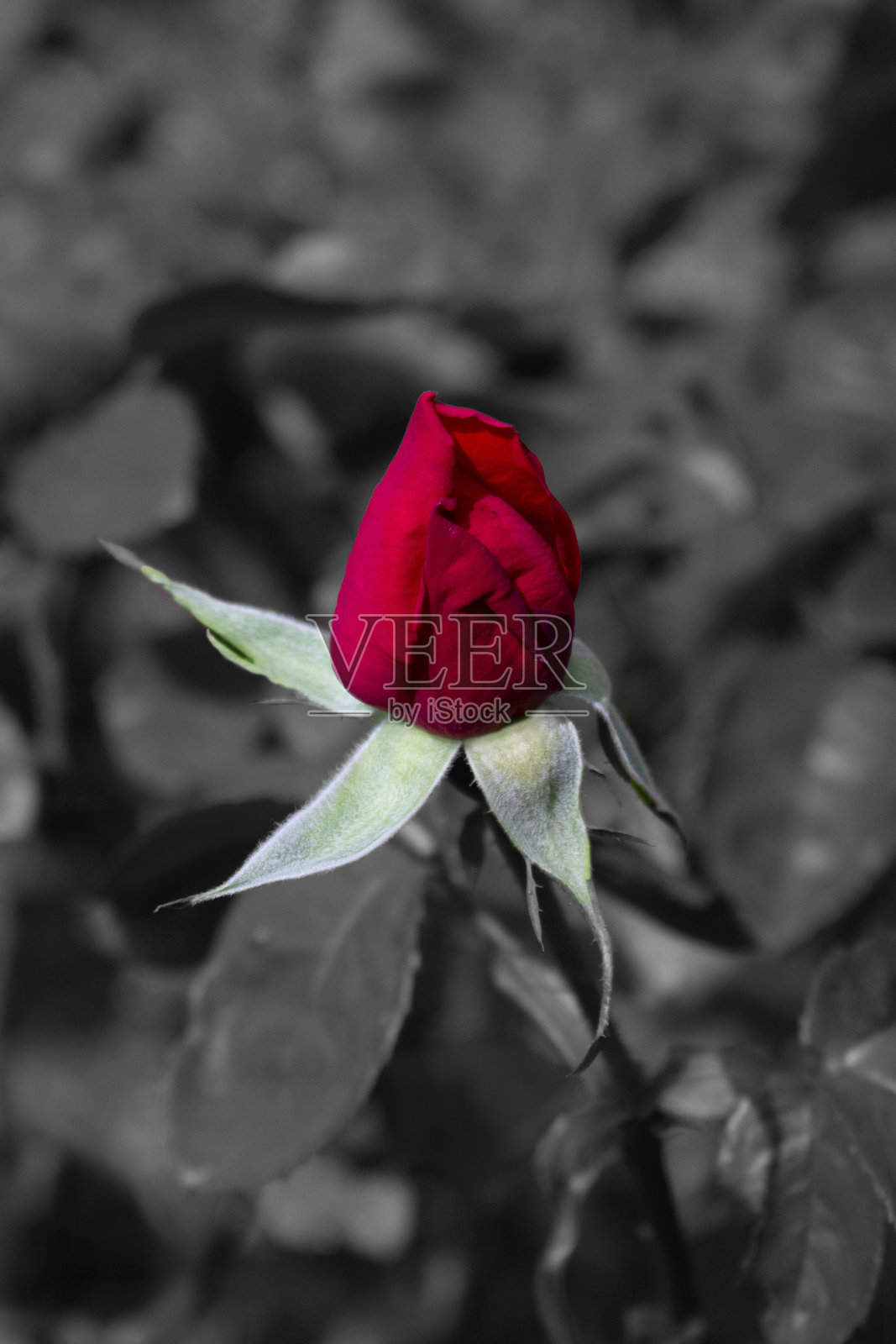 惠灵顿植物园的花照片摄影图片