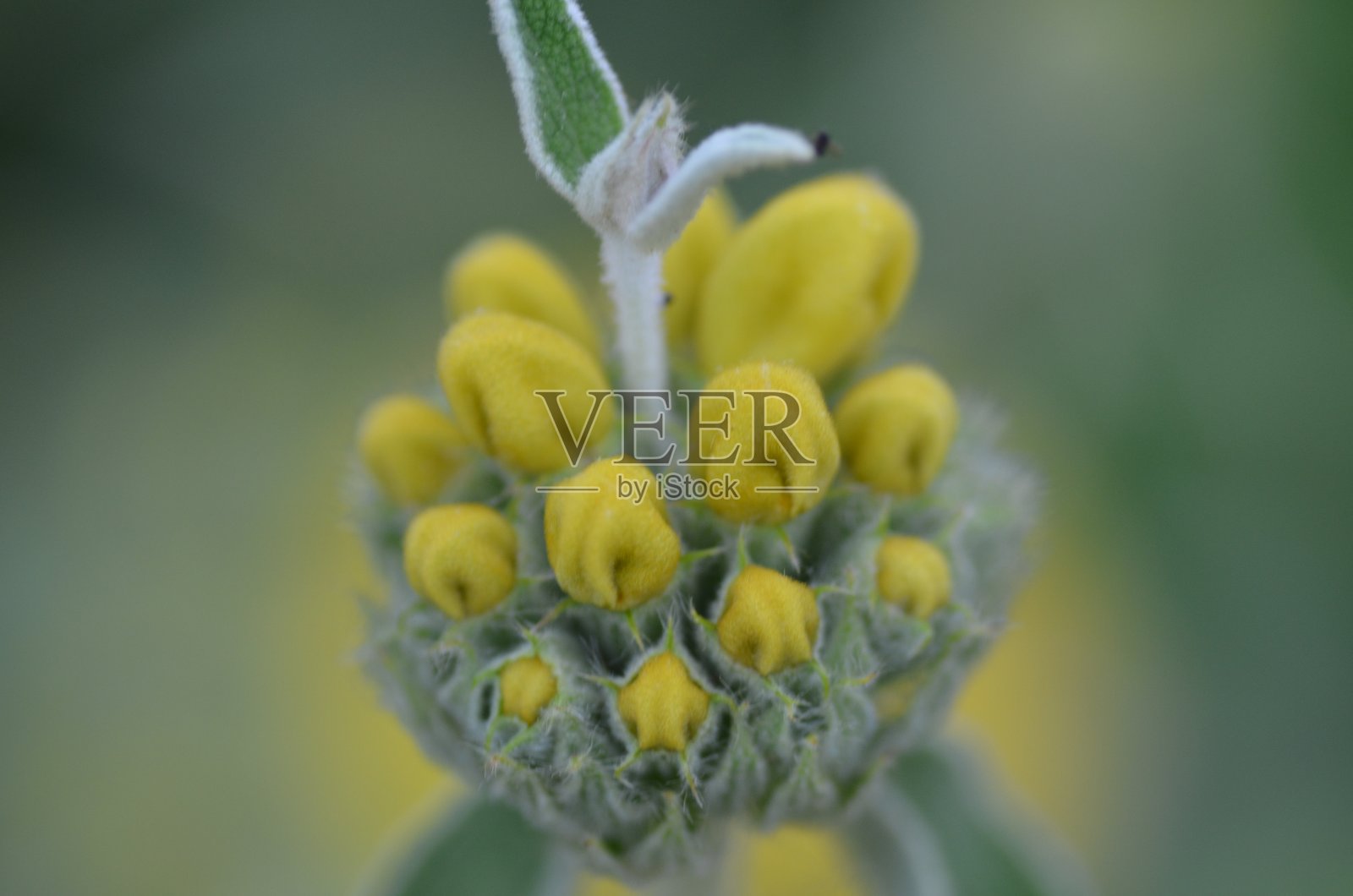 花照片摄影图片