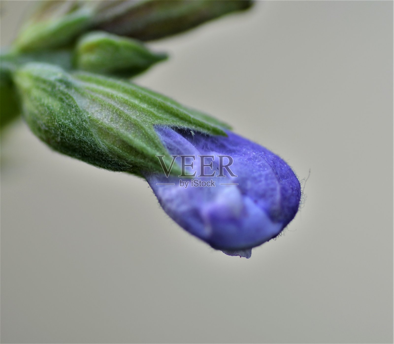 花照片摄影图片