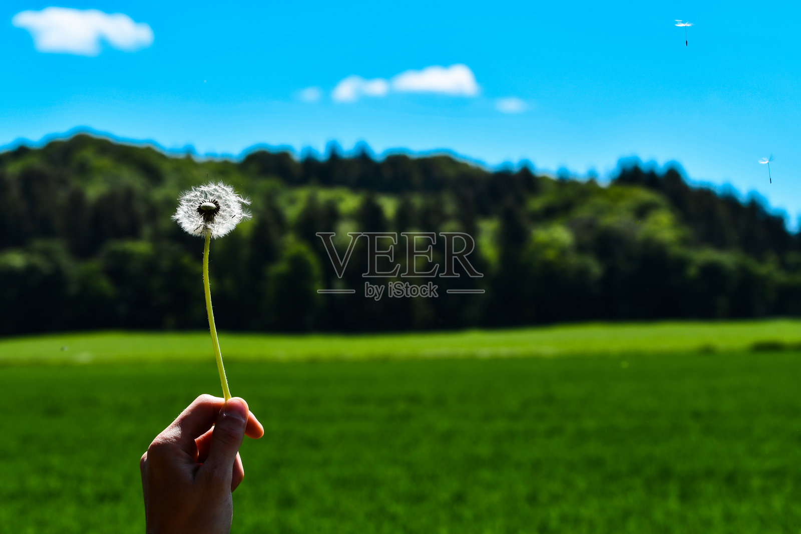 一个蒲公英被举在空中,背景是自然景观照片摄影图片