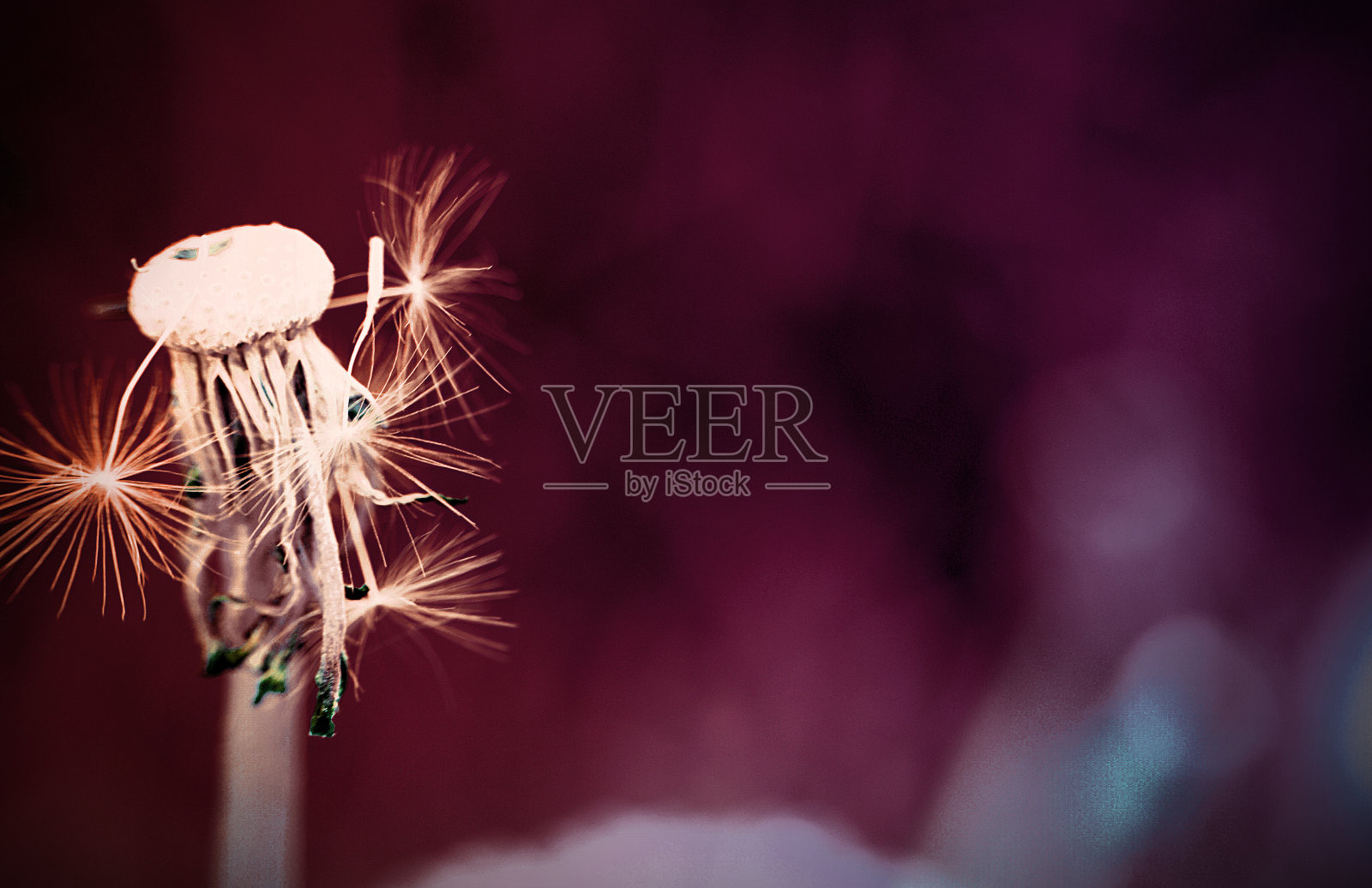 蒲公英在草地春天传粉种子颜色在紫色紫色的背景照片摄影图片