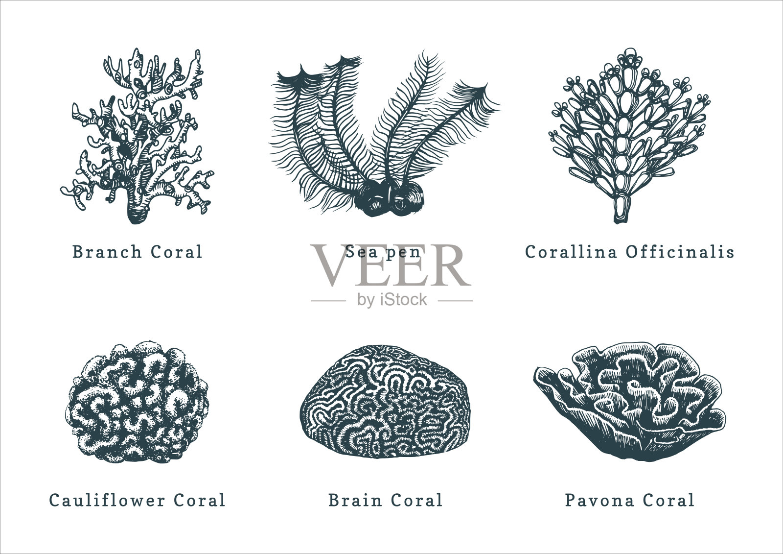 珊瑚的矢量插图。在白色背景上绘制的珊瑚虫集合。插画图片素材