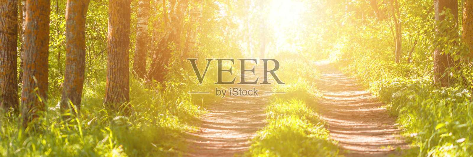 在阳光普照的夏天,穿过绿色的森林照片摄影图片