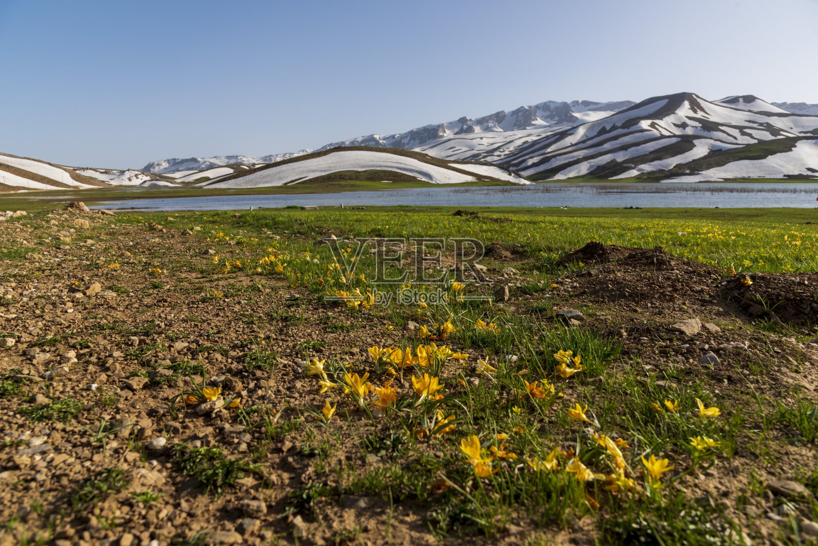 长满野花的长满草的山地草地照片摄影图片