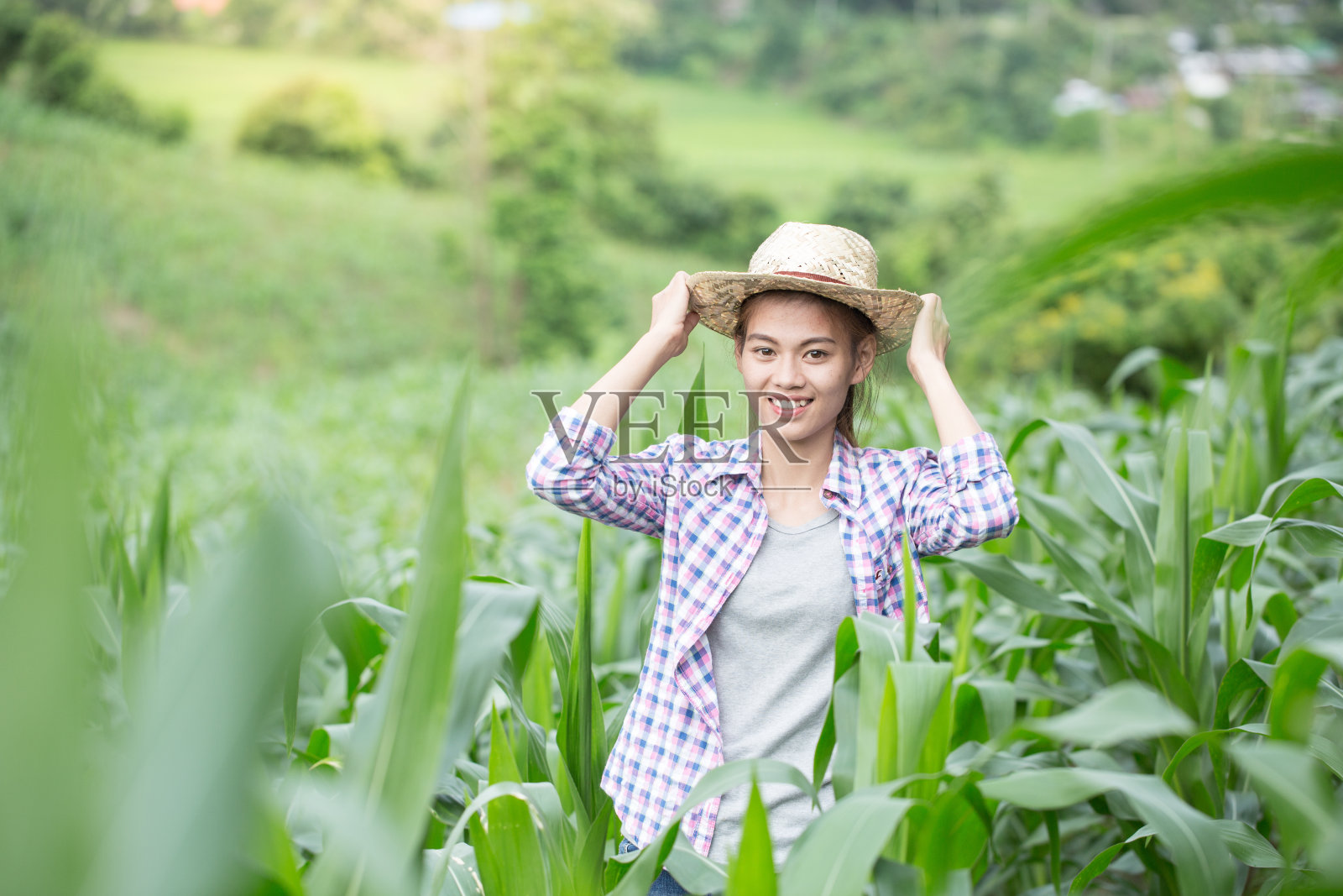 农学家在玉米田间检查作物,农民分析玉米植株。照片摄影图片