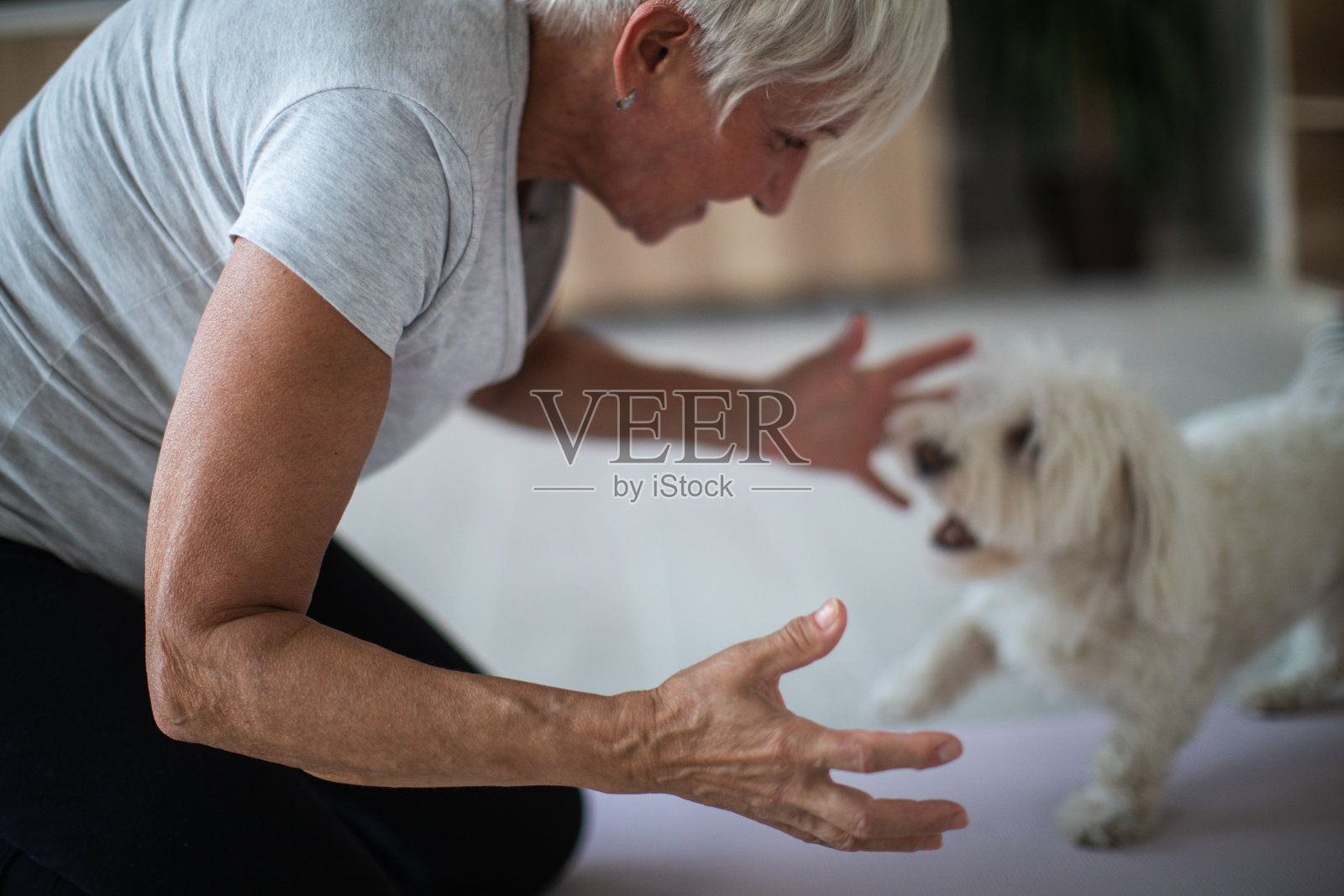 一位成年老妇人在和她的马耳他犬玩耍照片摄影图片