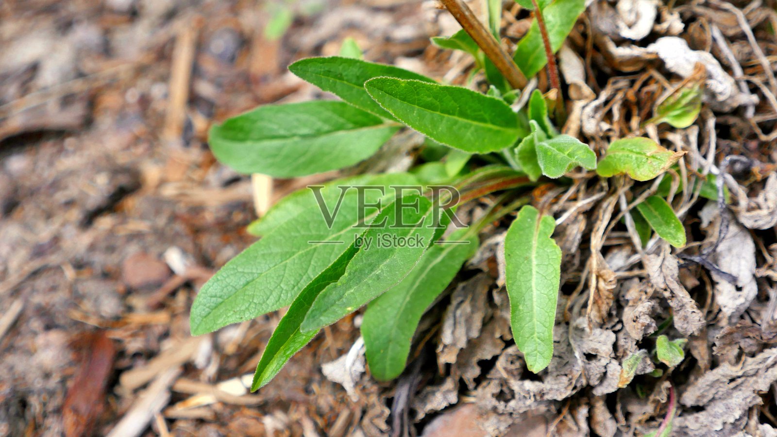 在春天发芽照片摄影图片