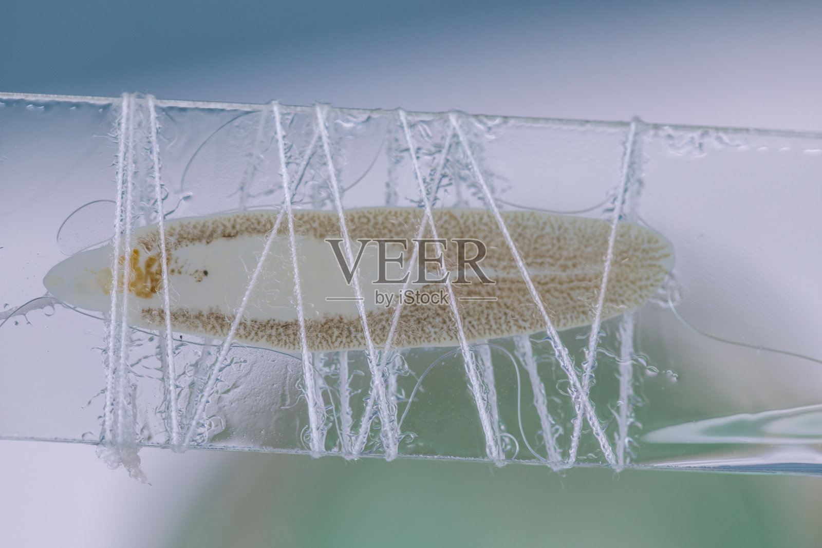 寄生虫的形态和背景,实验室寄生虫和解剖病理学的研究。照片摄影图片