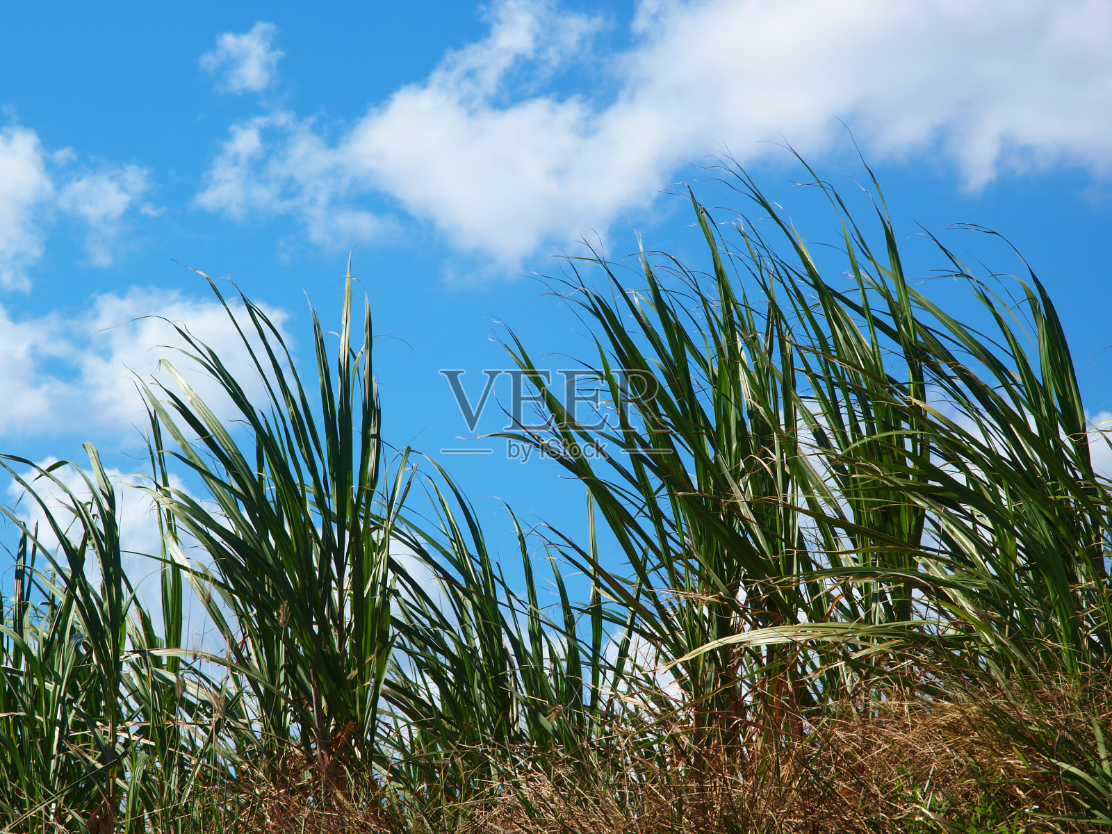 冲绳县Iriomote岛的风景照片摄影图片