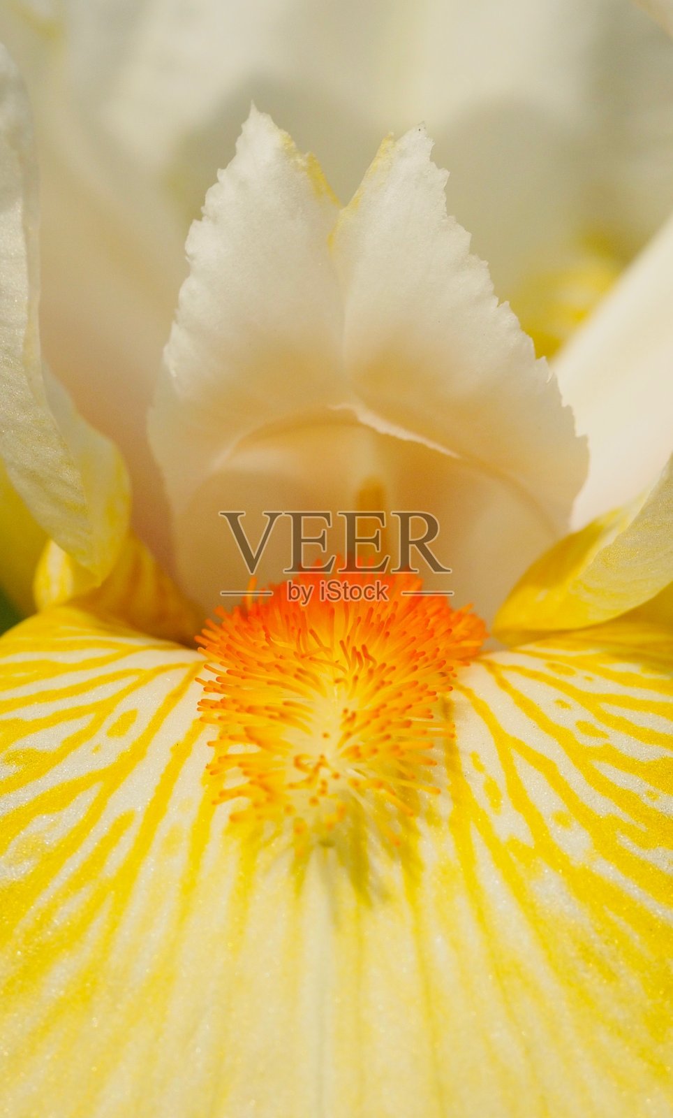 黄色须苞鸢尾花照片摄影图片