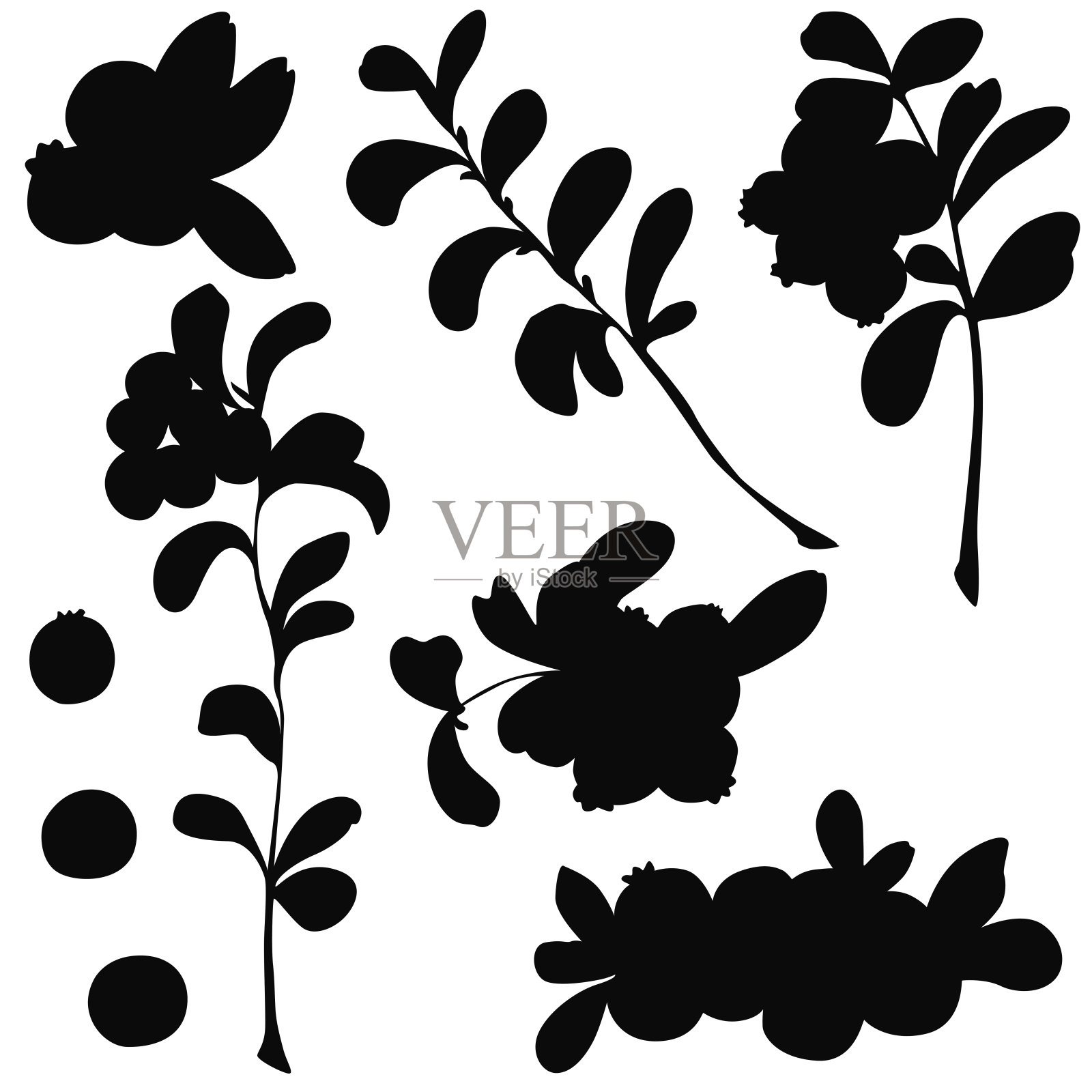 浆果,黑色的轮廓,白色的背景,越橘插画图片素材