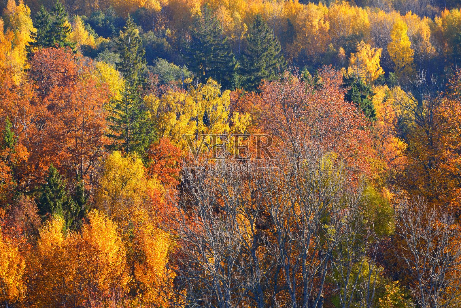 令人窒息的全景鸟瞰山的色彩丰富的红色,橙色和黄色的树木在混合的针叶林在一个早晨的雾霾。仙女秋天的风景。高加国家公园,希古尔达,拉脱维亚照片摄影图片