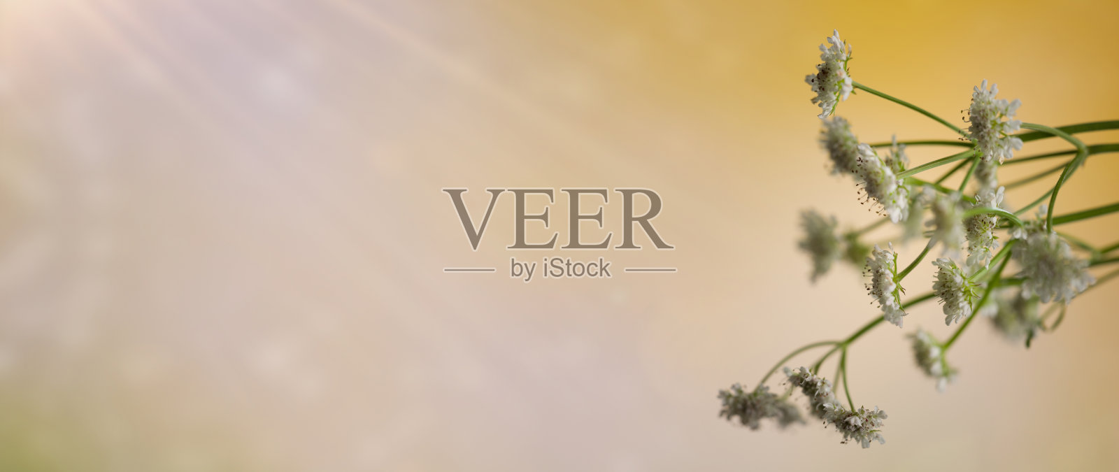 春天的背景照片摄影图片