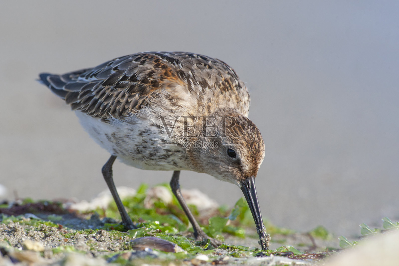 Dunlin (Calidris alpina)在海上寻找食物。照片摄影图片