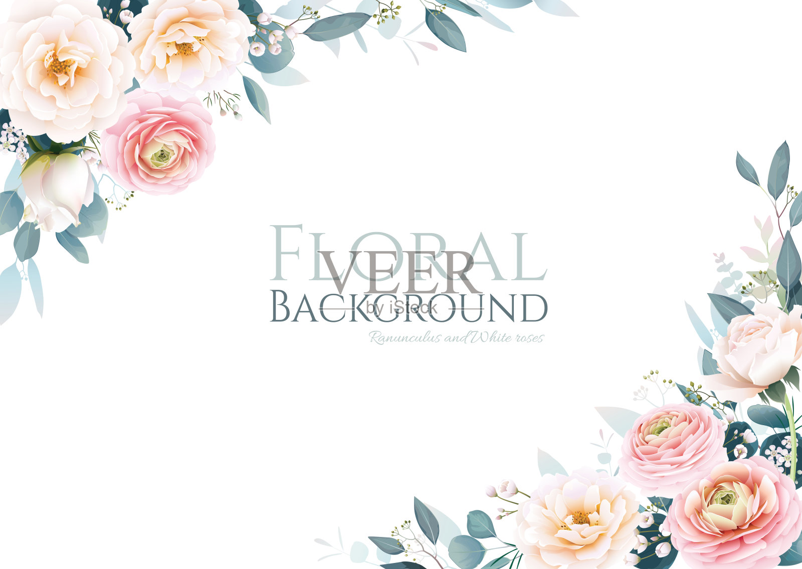 毛茛和白色玫瑰与绿色框架边界上的白色背景。漂亮的模板为婚礼邀请或贺卡,横幅。插画图片素材