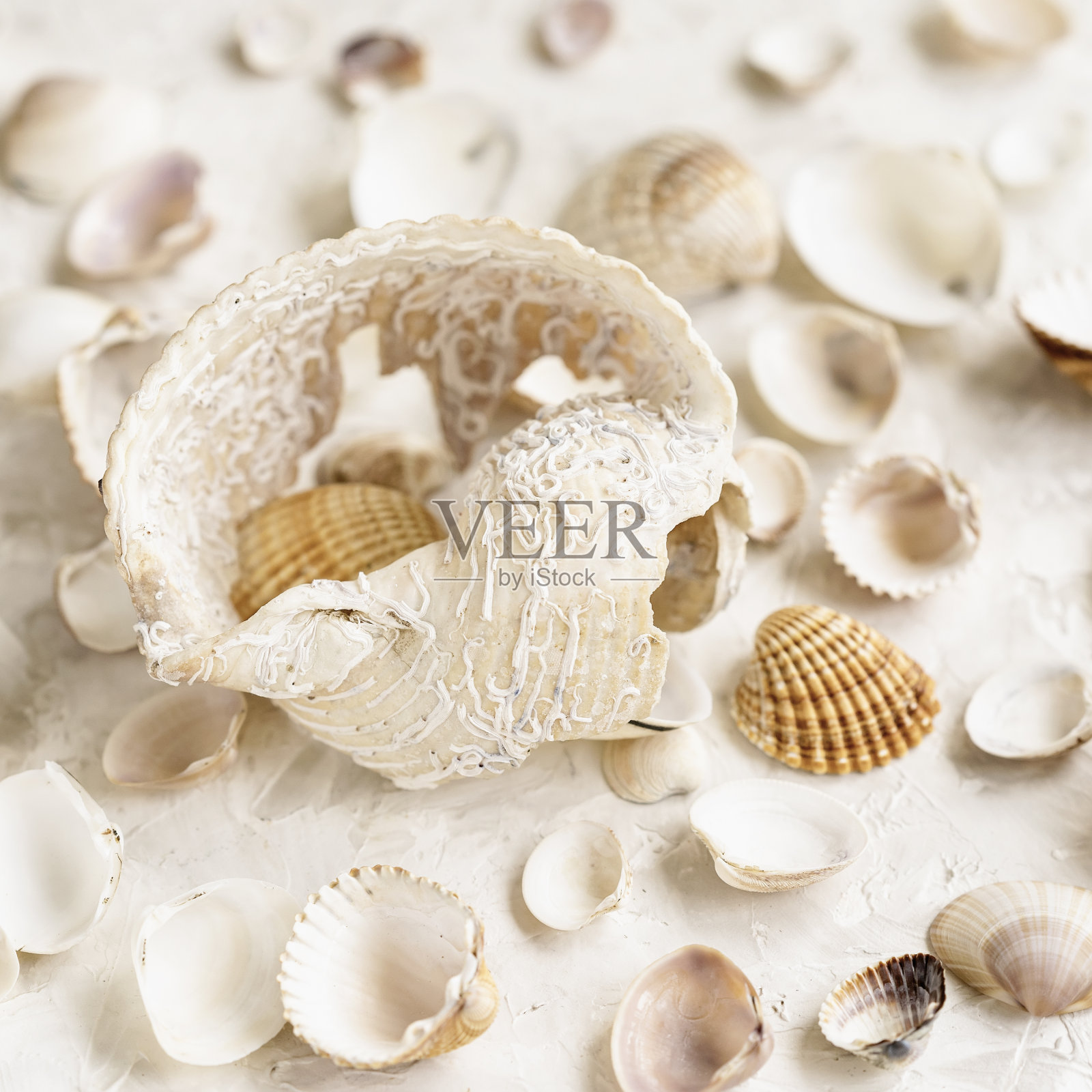 不同的海贝壳在光广场背景下,选择性聚焦,暑期概念照片摄影图片