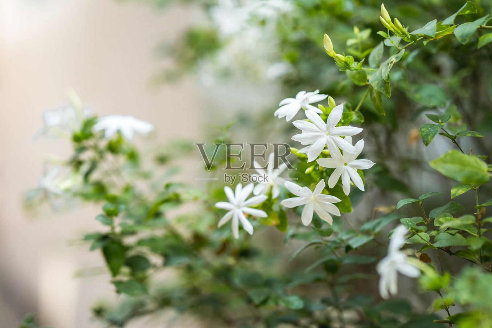 在花园里绽放芬芳的茉莉花。照片摄影图片