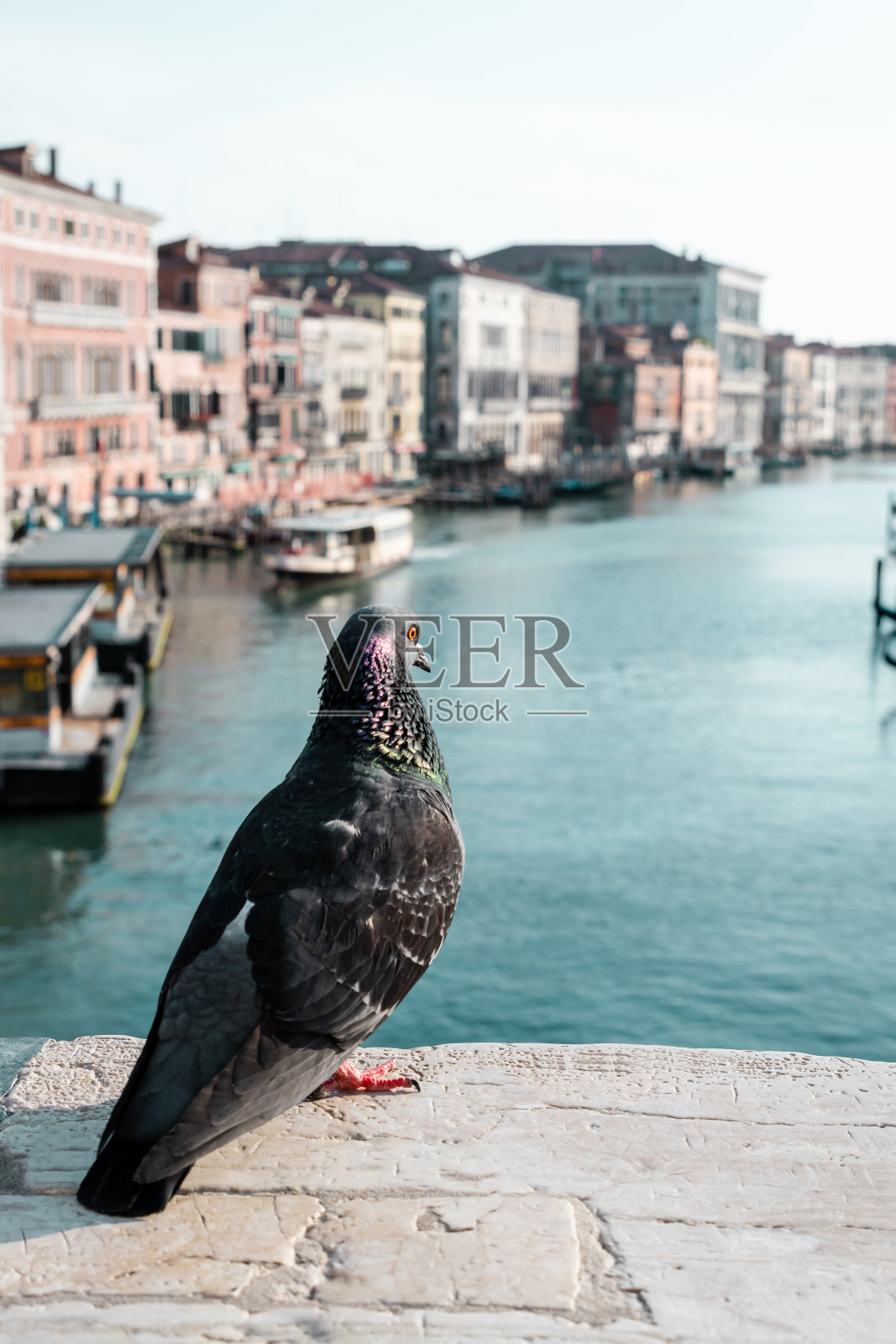 鸽子在威尼斯照片摄影图片