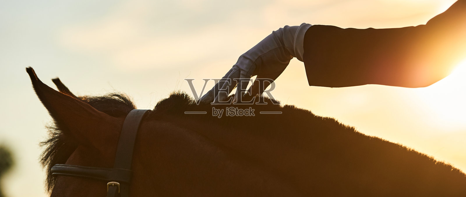 骑马的女孩在抚摸着一匹马。手关闭照片摄影图片