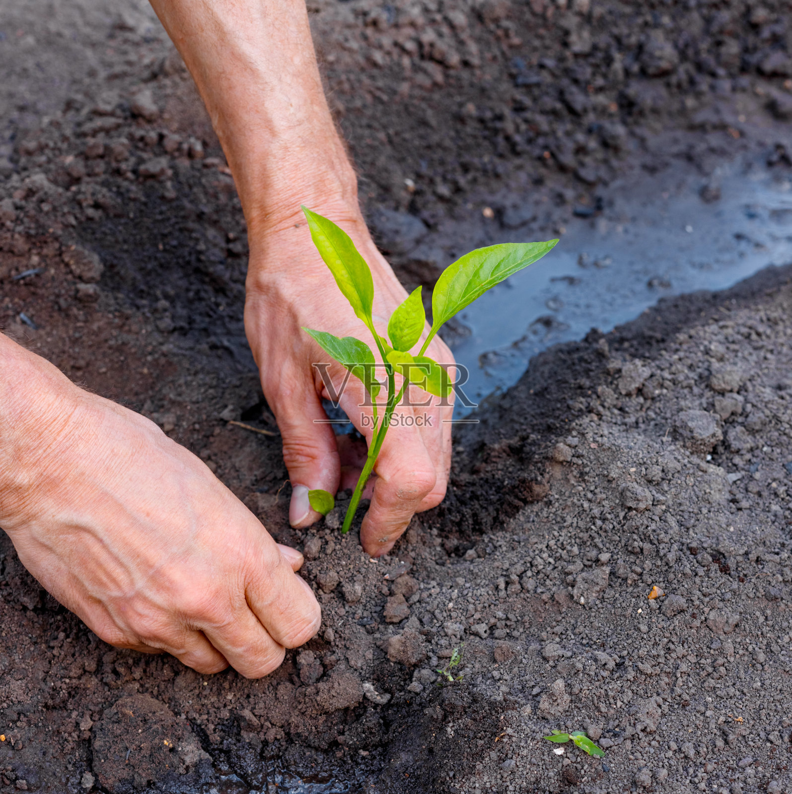 一名农民在室外的花园里种植辣椒苗。照片摄影图片