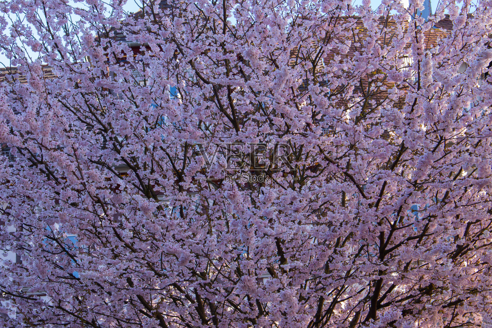 一种开花的观赏性樱桃树的粉红色花,花的背景,细叶李照片摄影图片