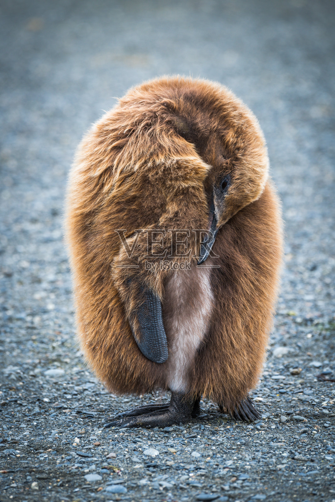 麻絮男孩王企鹅低着头照片摄影图片