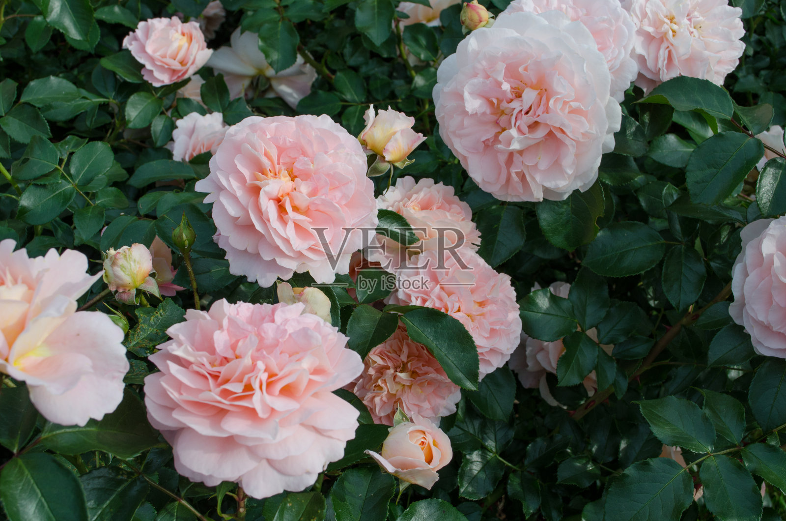 粉色玫瑰照片摄影图片