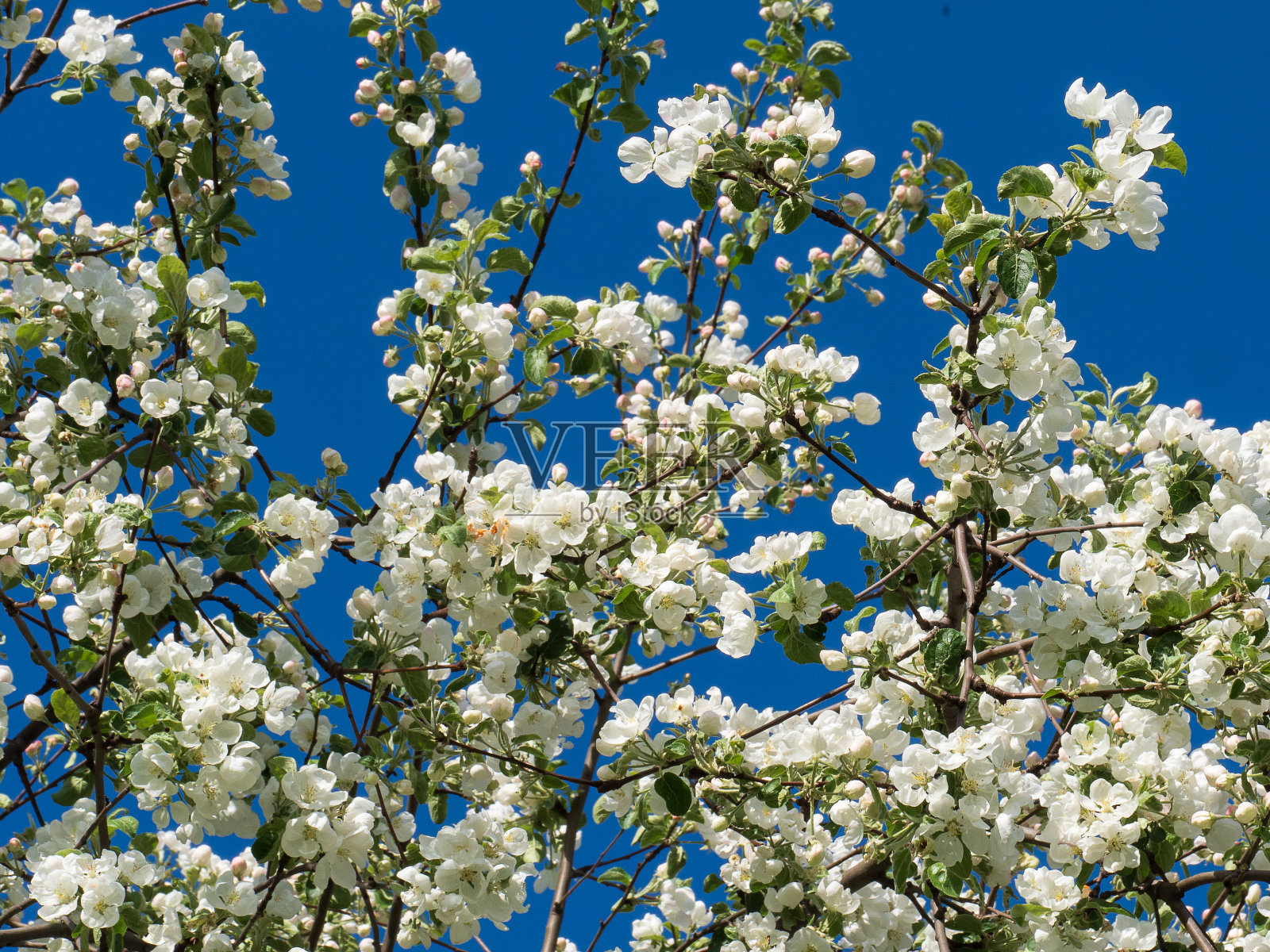 蓝色天空背景下盛开的苹果树照片摄影图片