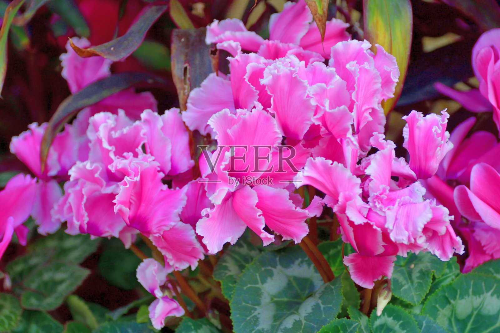 仙客来的花照片摄影图片