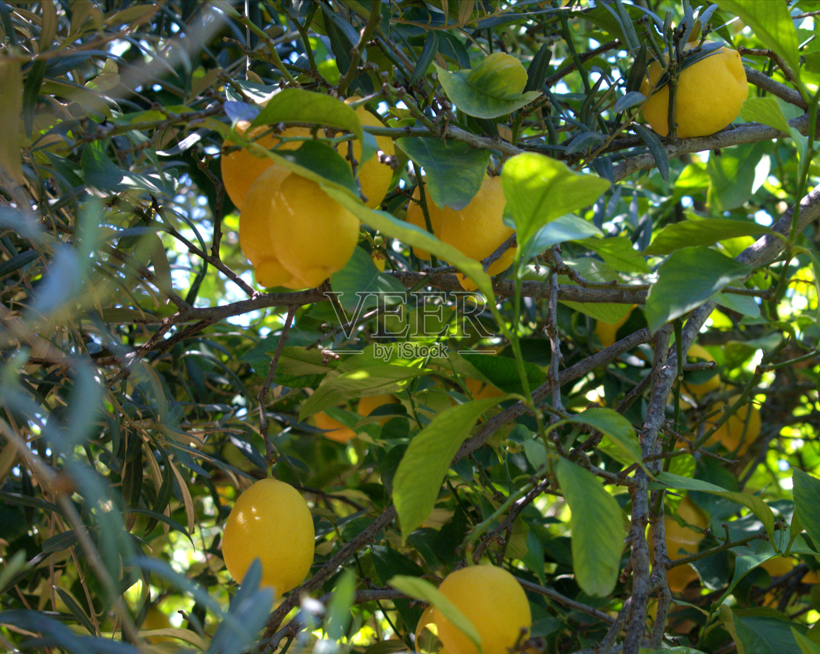 你的树上有柠檬照片摄影图片