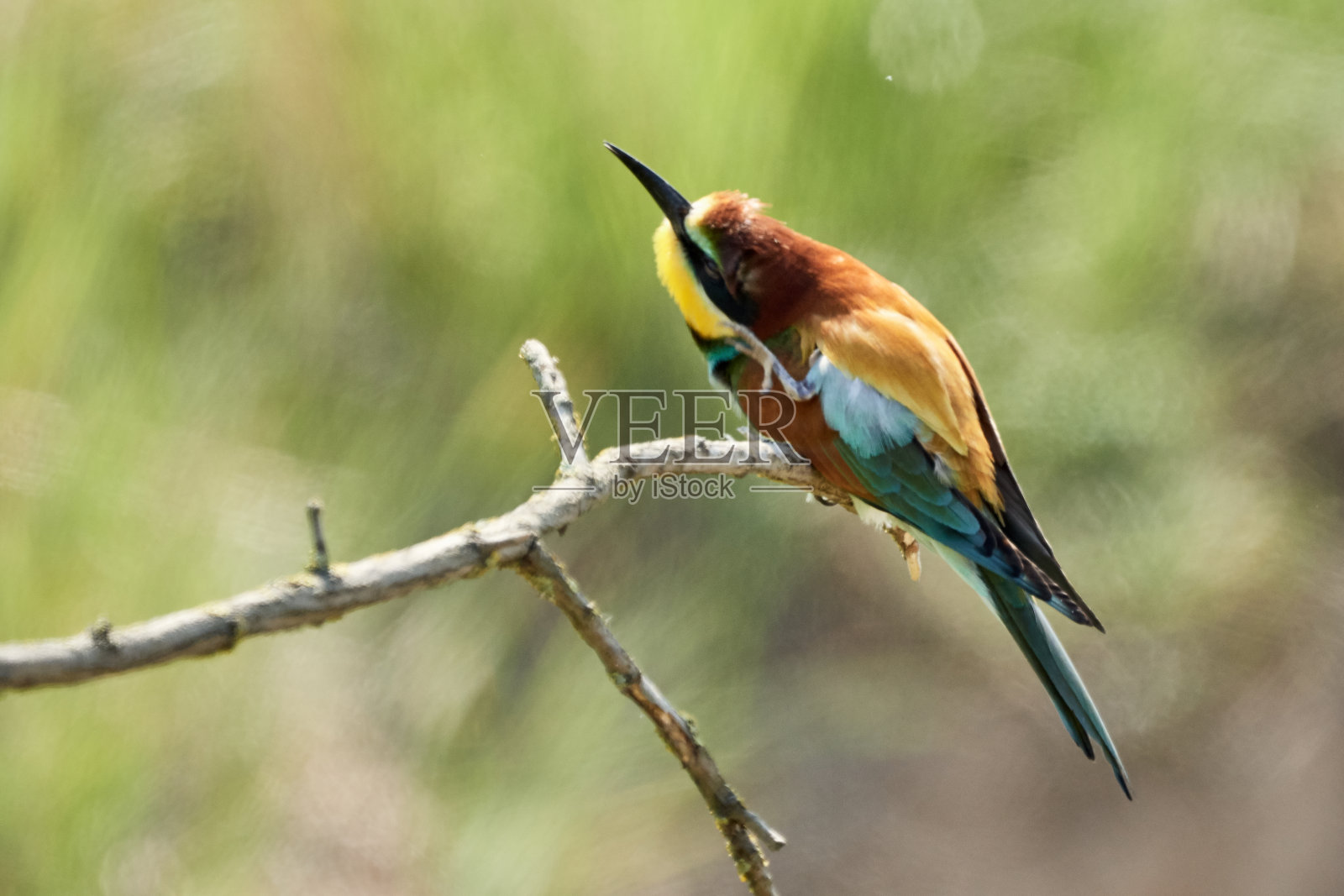 在自然界中在树枝上搔头的欧洲食蜂鸟(蜂雀)照片摄影图片