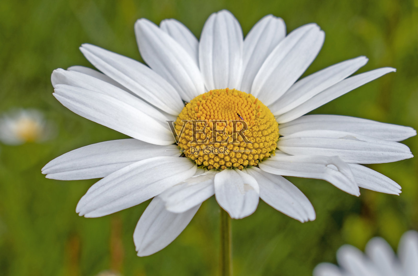 野雏菊花头和小苍蝇照片摄影图片