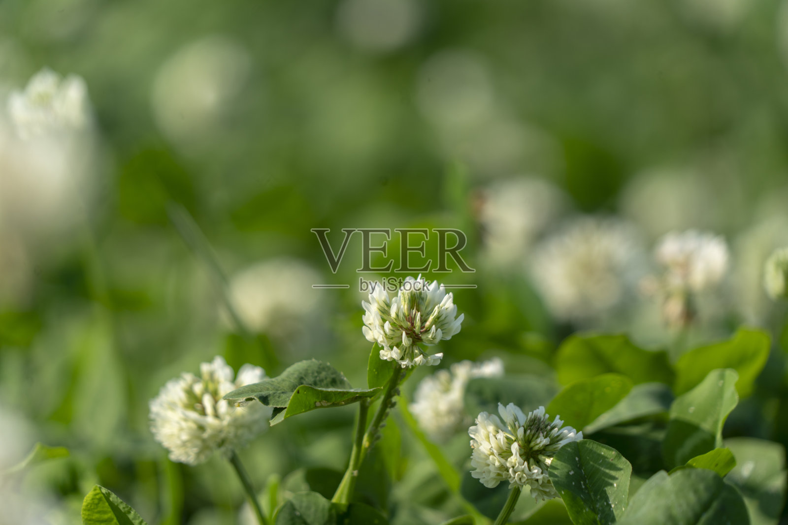野生三叶草花照片摄影图片