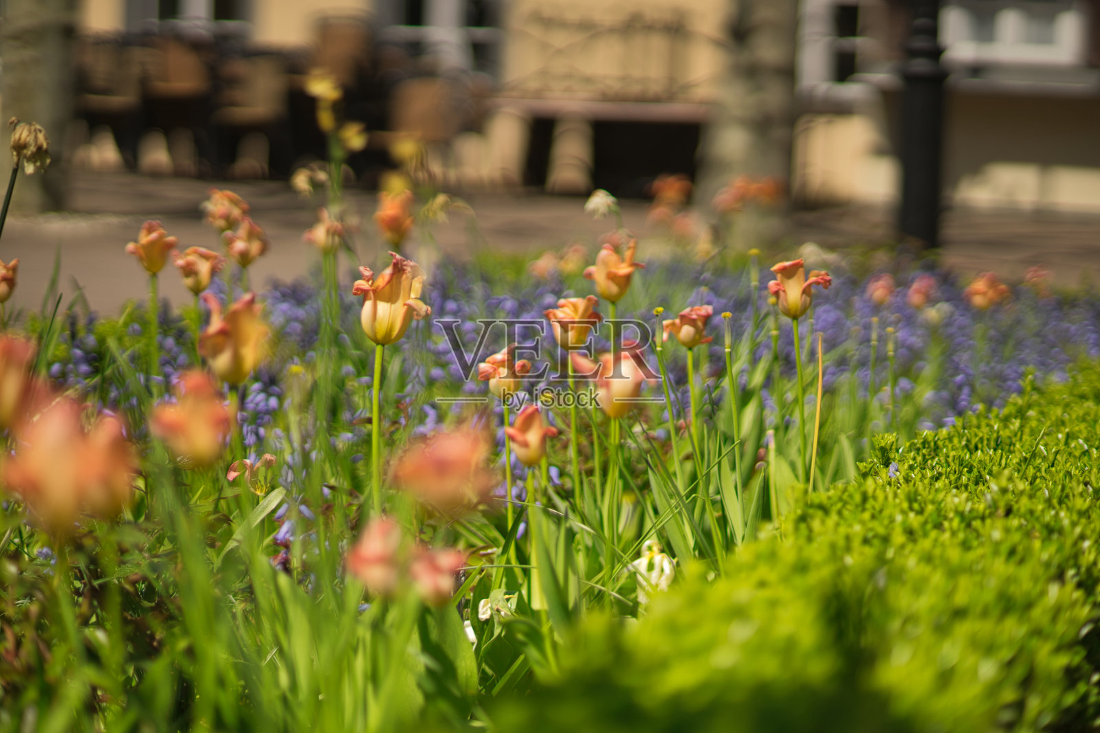 花在春天照片摄影图片