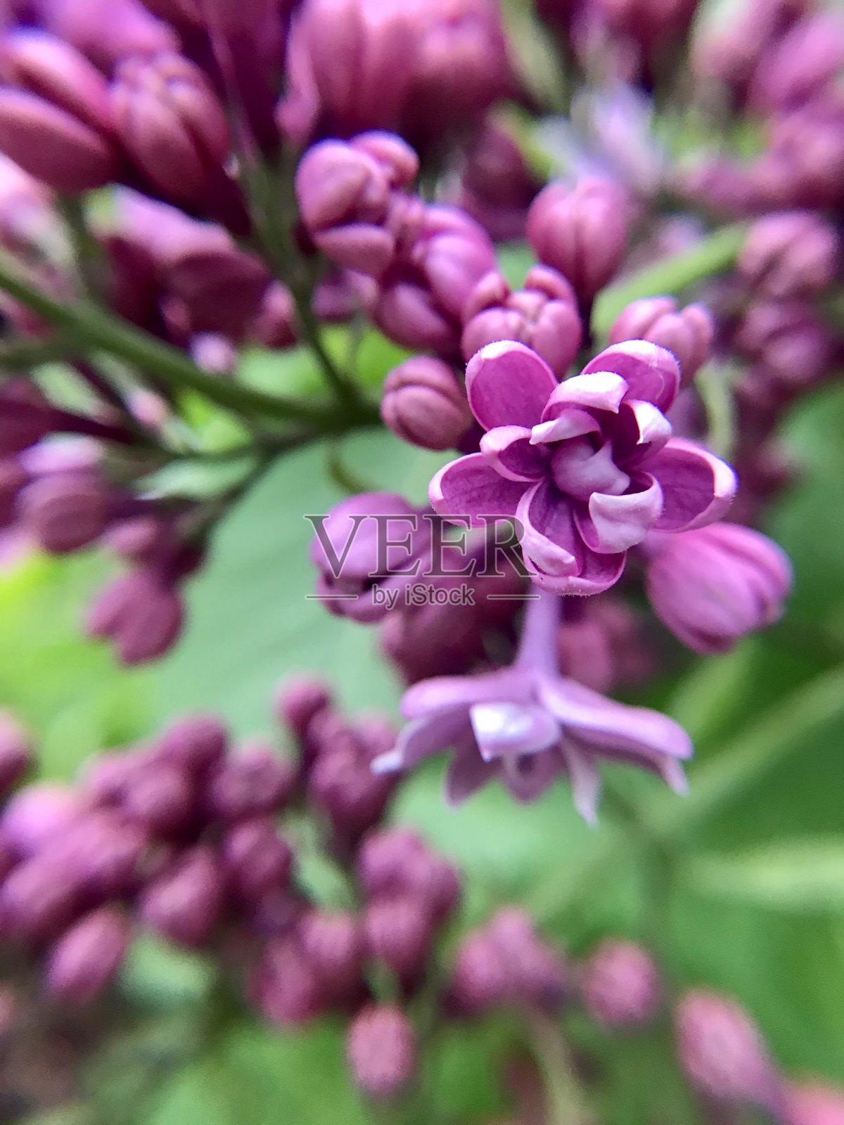 紫色的破裂照片摄影图片