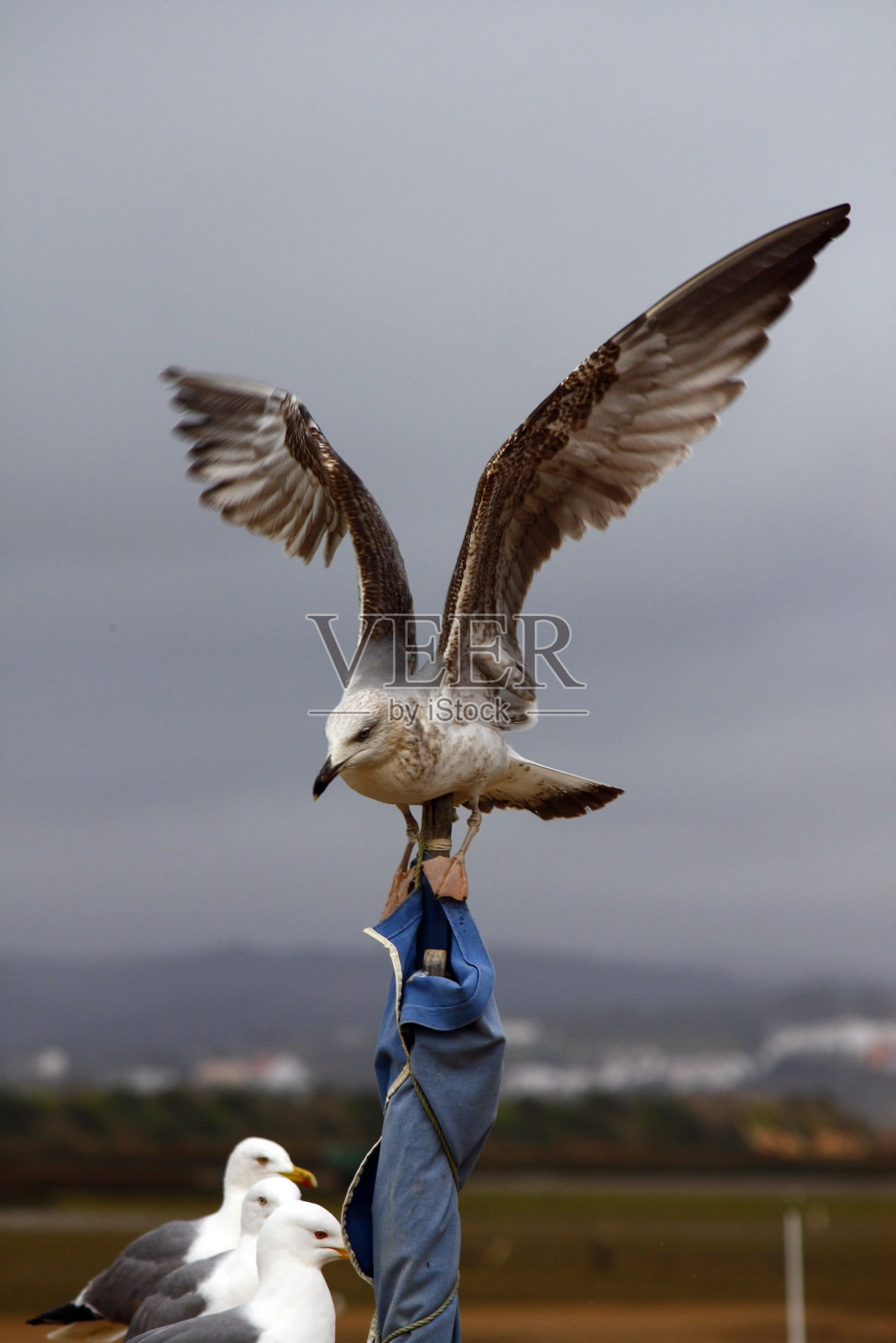 少年的黄腿海鸥照片摄影图片