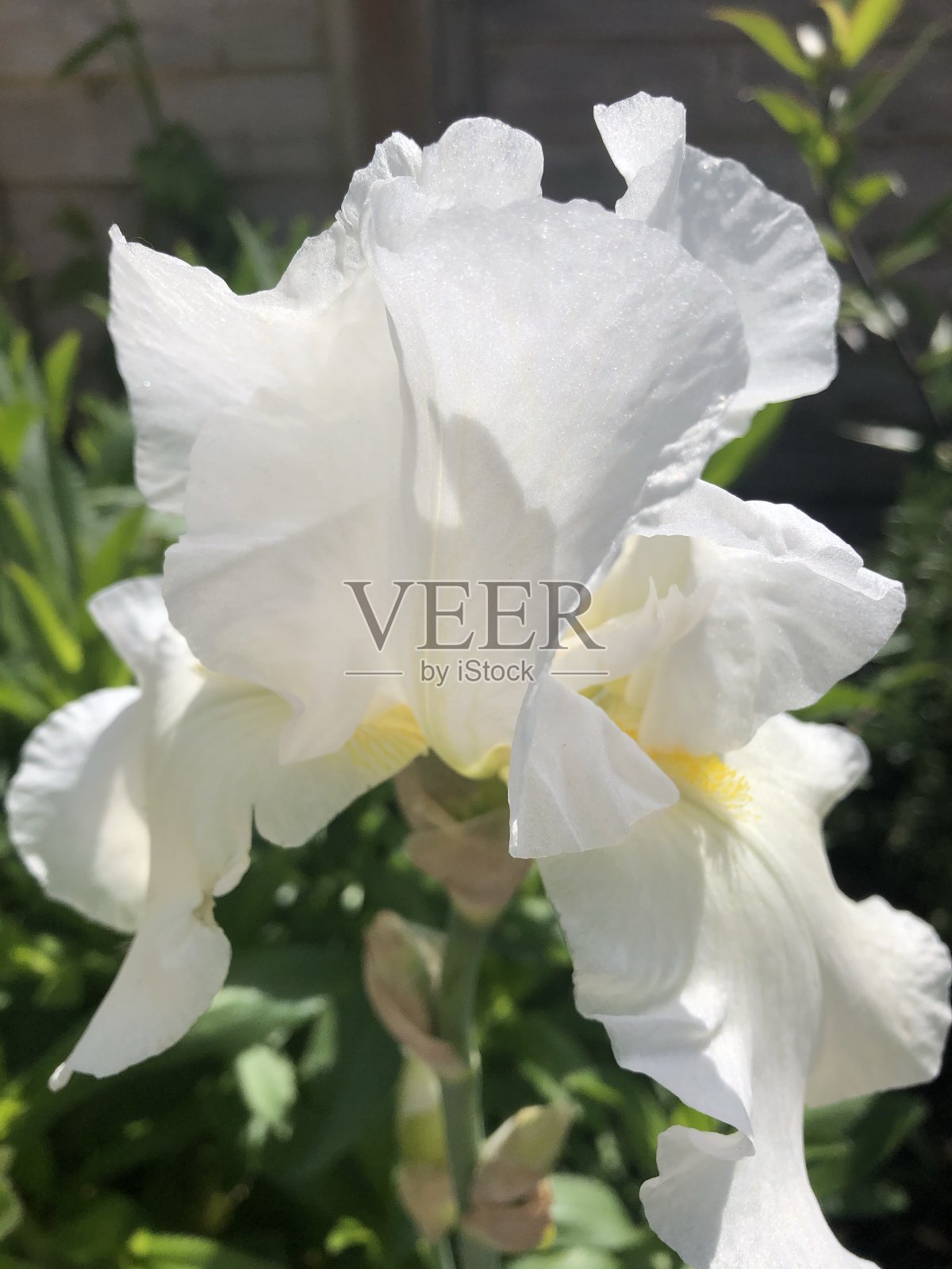 白色胡须的虹膜照片摄影图片