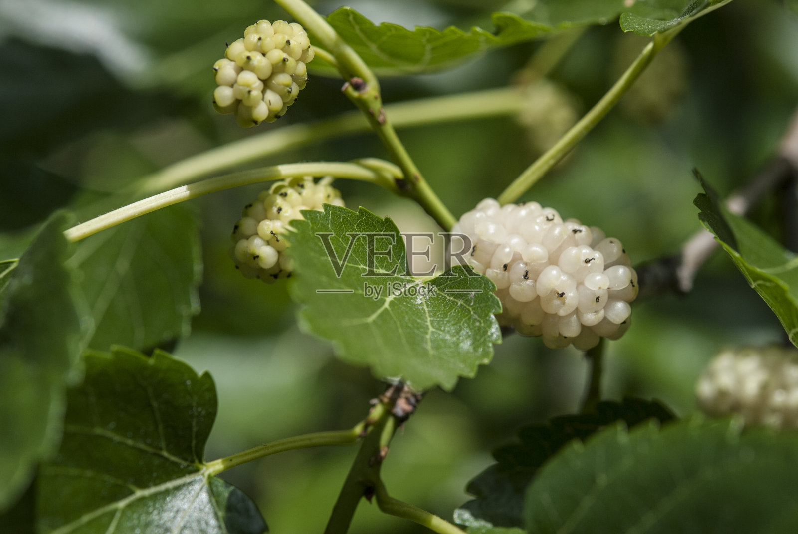 成熟中的白桑葚照片摄影图片