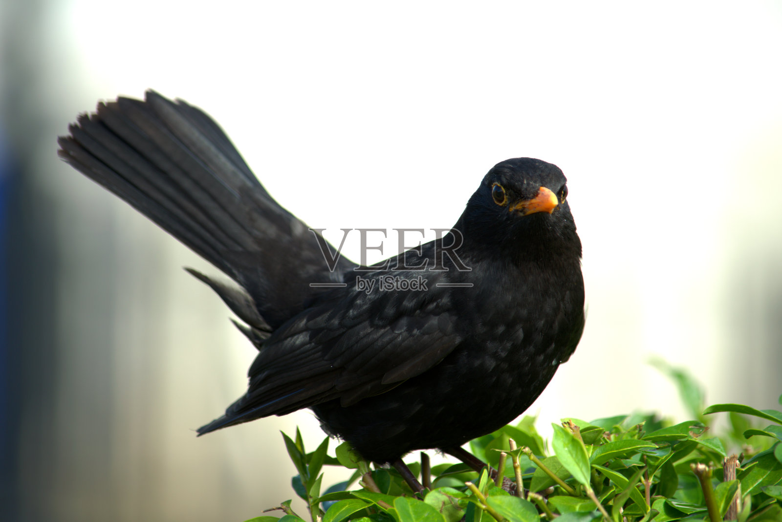 雄性画眉栖息在篱笆上。照片摄影图片