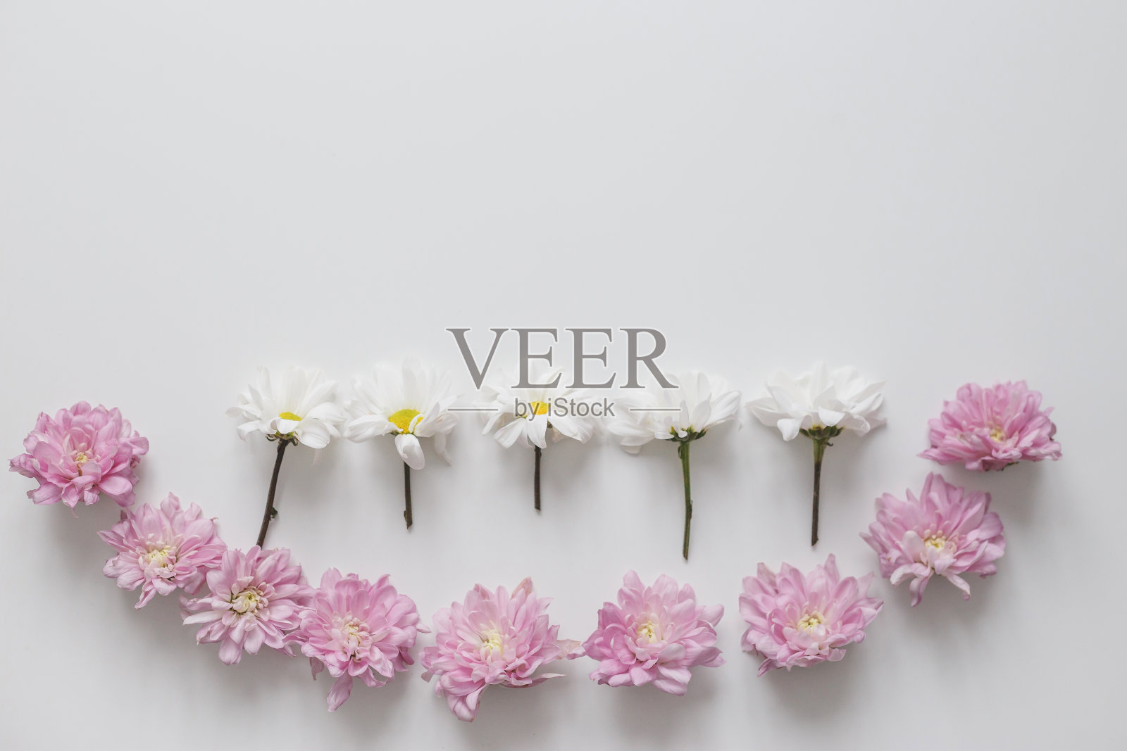 花菊花行在白色的背景。平躺,俯视图。春天柔和的背景。照片摄影图片