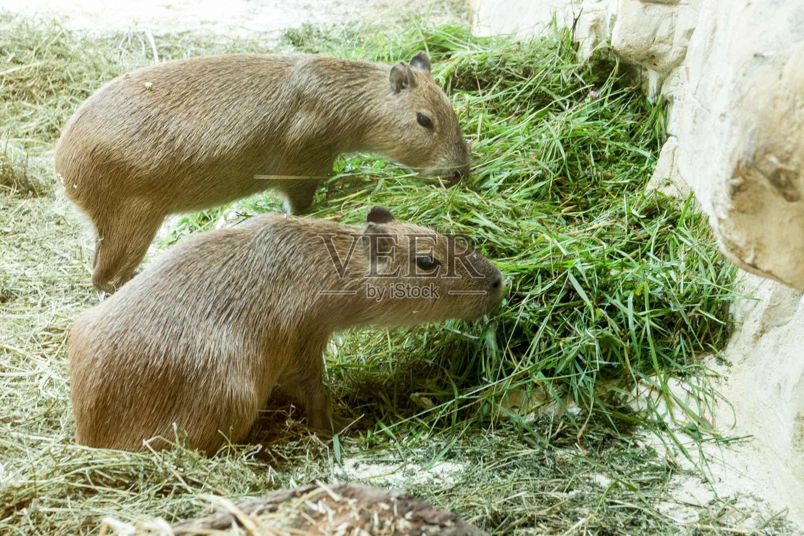 在奥地利维也纳动物园里,水豚享受着阳光明媚的一天照片摄影图片